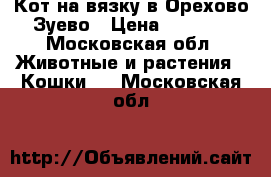 Кот на вязку в Орехово-Зуево › Цена ­ 1 500 - Московская обл. Животные и растения » Кошки   . Московская обл.